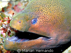 Morey eel's best smile. Taken in Bunaken, North Sulawesi ... by Marian Hernando 